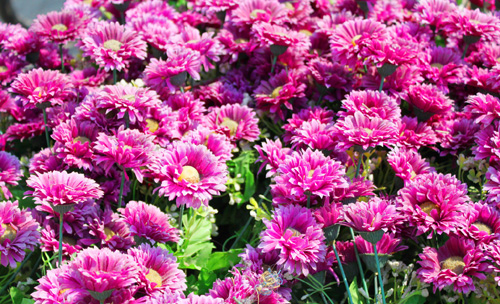 雏菊花语是什么啊?是不是送给去世的人的?