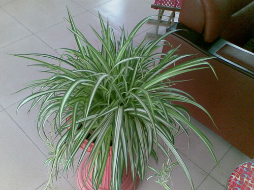 吊兰怎么养?吊兰的养殖方法和注意事项