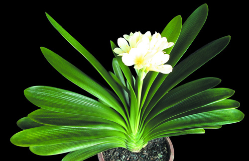 兰花怎么养?如何种兰花?兰花品种有哪些?-中国