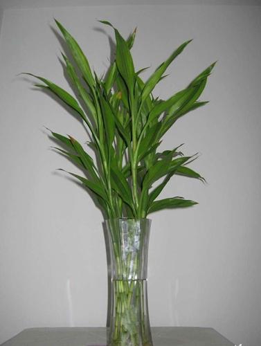 富贵竹怎么养?富贵竹的养殖方法和注意事项是