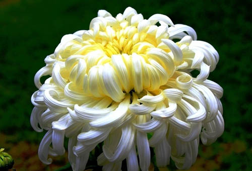 菊花的种类,菊花茶的功效和作用