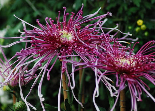 菊花的种类,菊花茶的功效和作用-中国鲜花礼品
