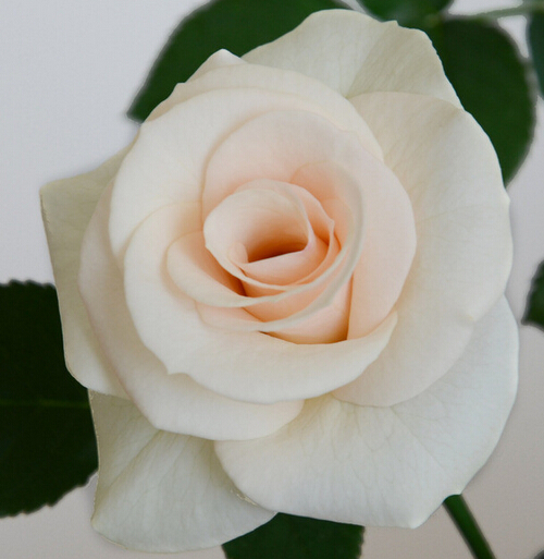 9朵香槟玫瑰的花语,9朵香槟玫瑰代表什么意思