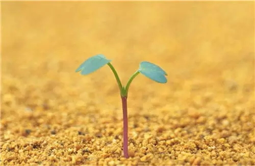 各种植物不同成长阶段的养护要点-鲜花养护-中