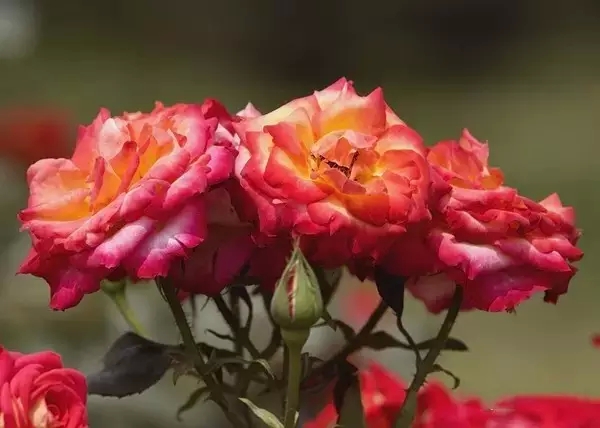 世界著名的军刀