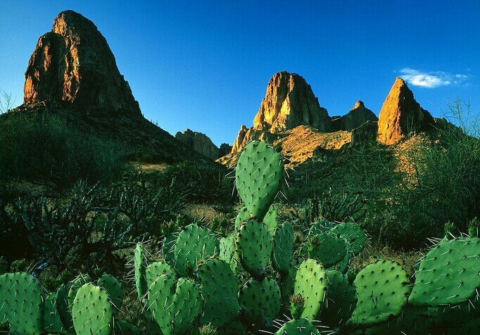 仙人掌的是否可以防辐射和它的养殖方法_绿色