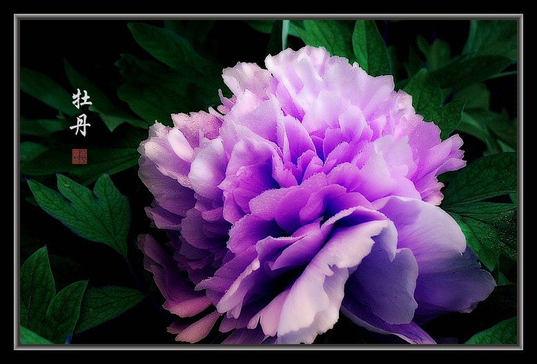 国花的由来和发展花卉大全_花卉知识-中国鲜花