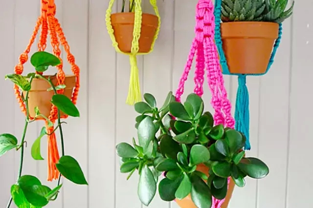 8种室内植物搭配,实用性家庭的创意-中国鲜花