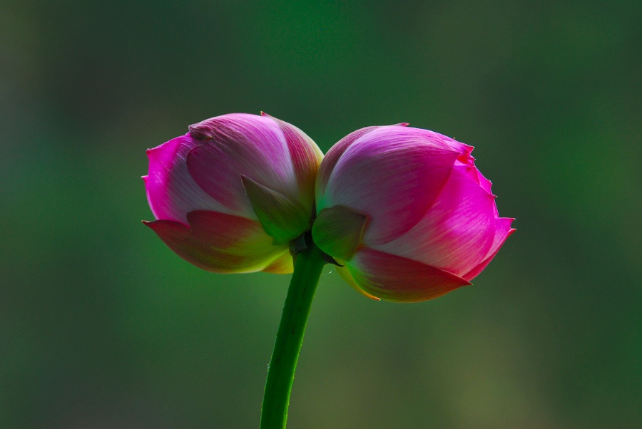 www.shanpow.com_并蒂莲的花语是什么。