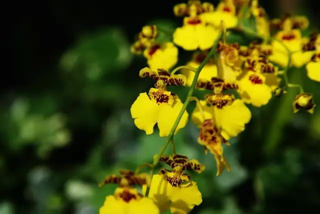 花枝上舞蹈的公主“跳舞兰”，跳舞兰的花语?跳舞兰的养护-中国鲜花礼品网