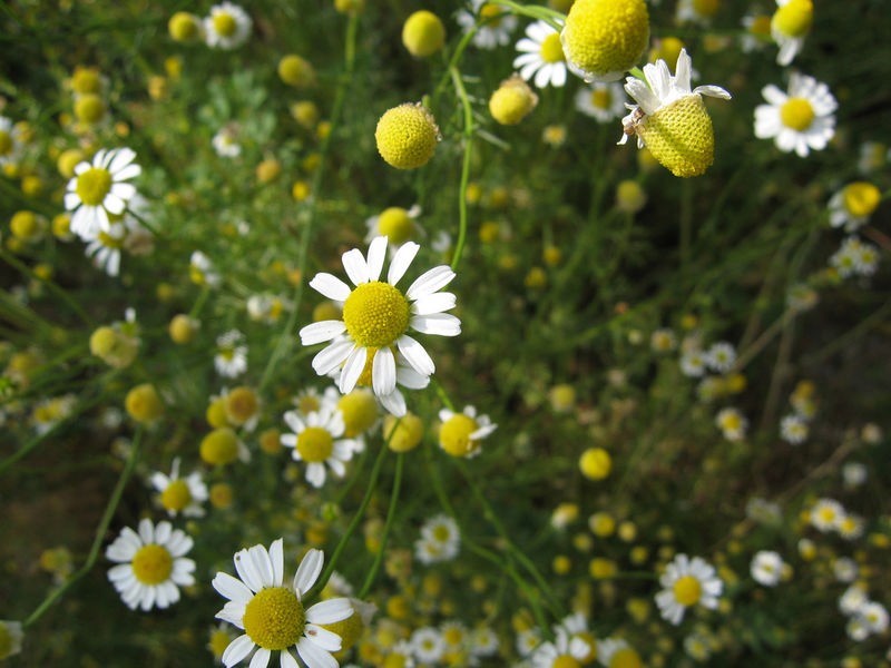 洋甘菊的花语是什么?洋甘菊有哪些功效?-中国
