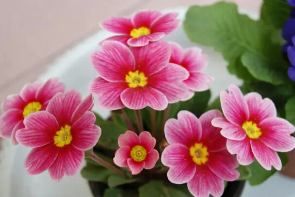 这些花伴你红红火火迎新年-中国鲜花礼品网