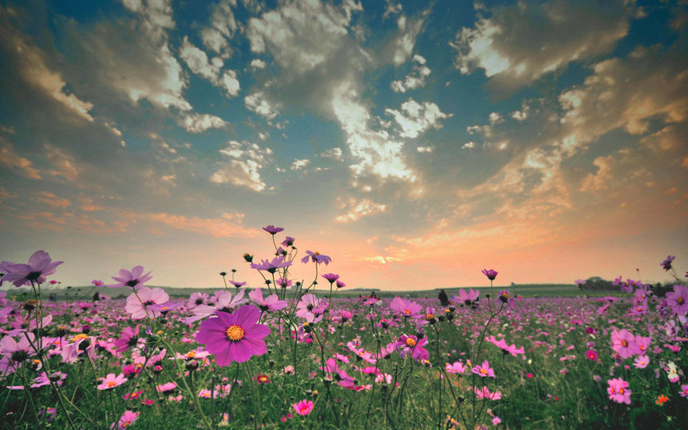 格桑花花语是什么?-中国鲜花礼品网