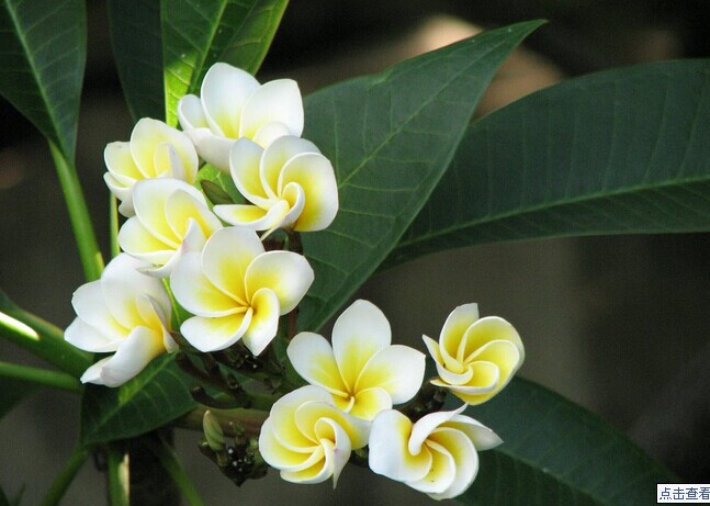 鸡蛋花的花语是什么,代表什么含义?