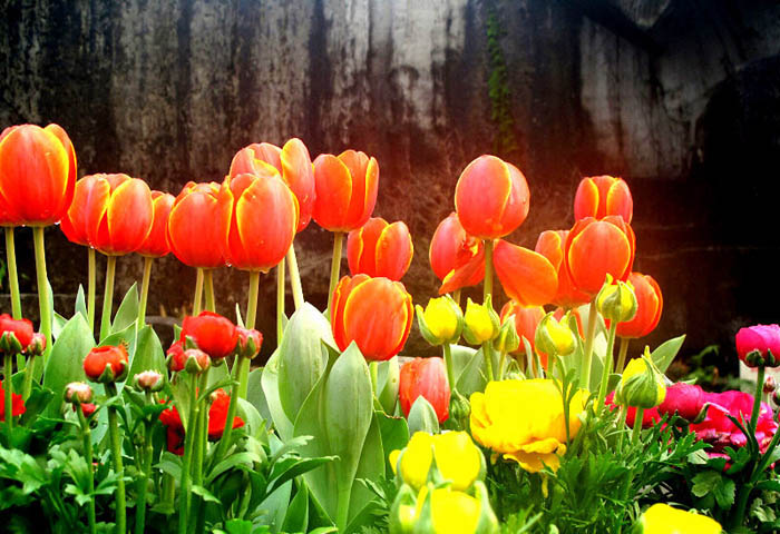 郁金香是哪个国家的国花?郁金香怎么种?-中国