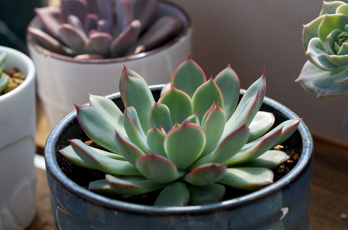 多肉植物怎么养?多肉哪种比较好养?-中国鲜花