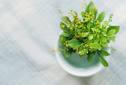 米兰花的养护方法-中国鲜花礼品网