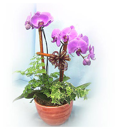 蝴蝶兰花语是什么?蝴蝶兰的象征意义是什么?