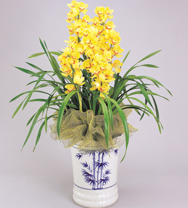 给<em>领导</em>送花,<em>送领导</em>鲜花,给<em>领导送什么花好</em>?-中