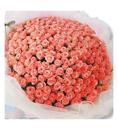 365朵玫瑰图片 365朵玫瑰图片